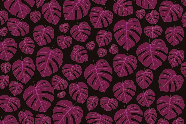 Purple monstera leaf, abstract background of tropical plant on black background