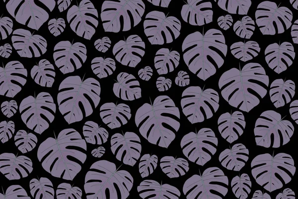 Purple monstera leaf, abstract background of tropical plant on black background