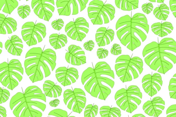 Bright green monstera leaf, abstract background of tropical plant on white background