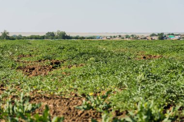 Karpuz alan güneşin altında