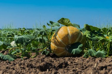 Kabaklar güneş altında alanıyla