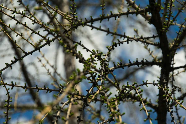Отращенные почки на дереве — стоковое фото