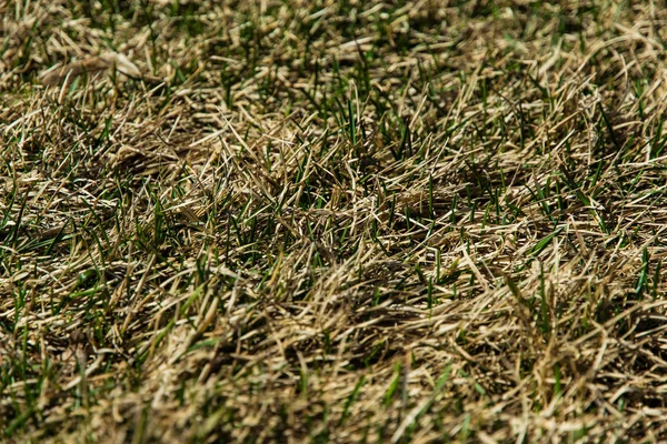 Brotes de hierba en el campo seco — Foto de Stock