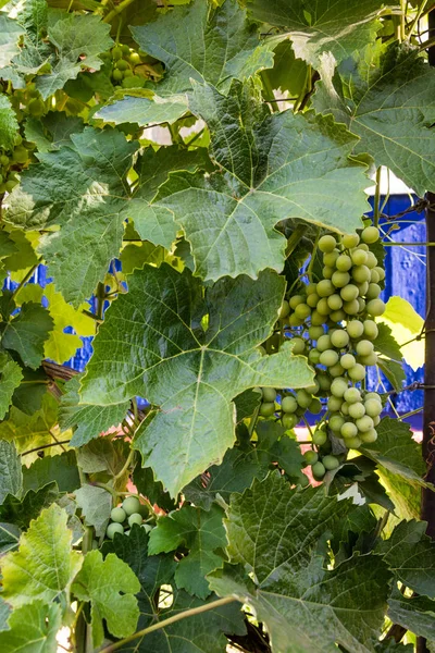 Grapes of green grapes on a branch in the garden — Stock Photo, Image