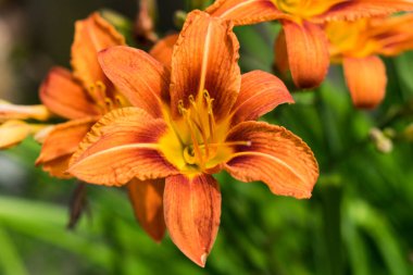 Daylily closeup bulanık bir arka plan üzerinde