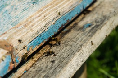 Arılar Muhafızlar kovan girişi koruyun.