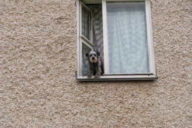 Köpek pencereden dışarı bakar.