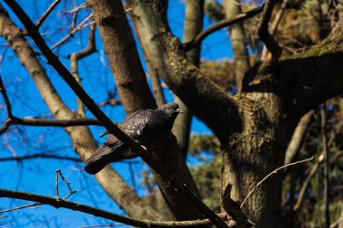 bir ağaç dalı güvercin