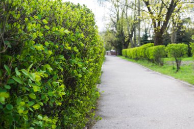 Dağ muşmulası arka plan üzerinde Park yolu