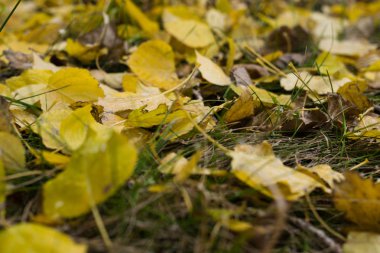 Sonbahar yaprakları yerde.