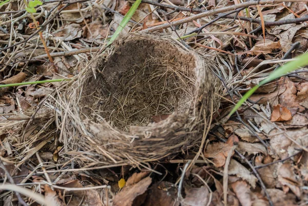 在树林里的地上筑巢 — 图库照片
