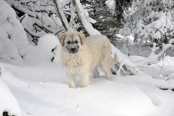 Pastor perro invierno — Foto de Stock