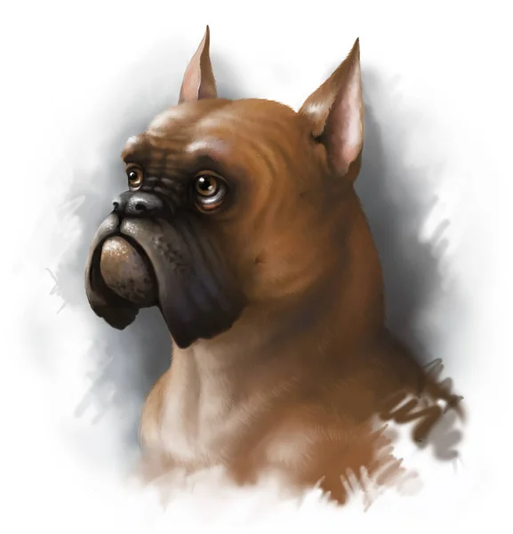 Retrato digital de un boxeador de raza de perro rojo. Pintura digital . — Foto de Stock