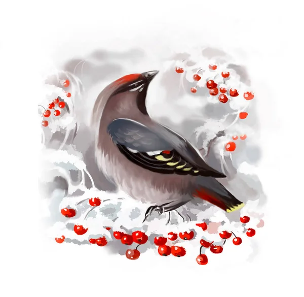In winter waxwing on a branch of a mountain ash. Digital illustration. Digital art. — Stock Photo, Image