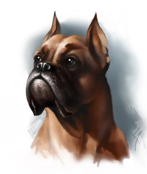 Kırmızı köpek doğurmak boksör dijital portresi. Dijital illüstrasyon. — Stok fotoğraf