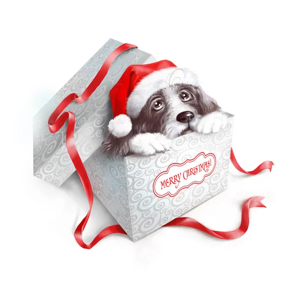 Shaggy dog in a red cap of Santa Claus peeking out of a Christmas gift box. On white. — Stock Photo, Image