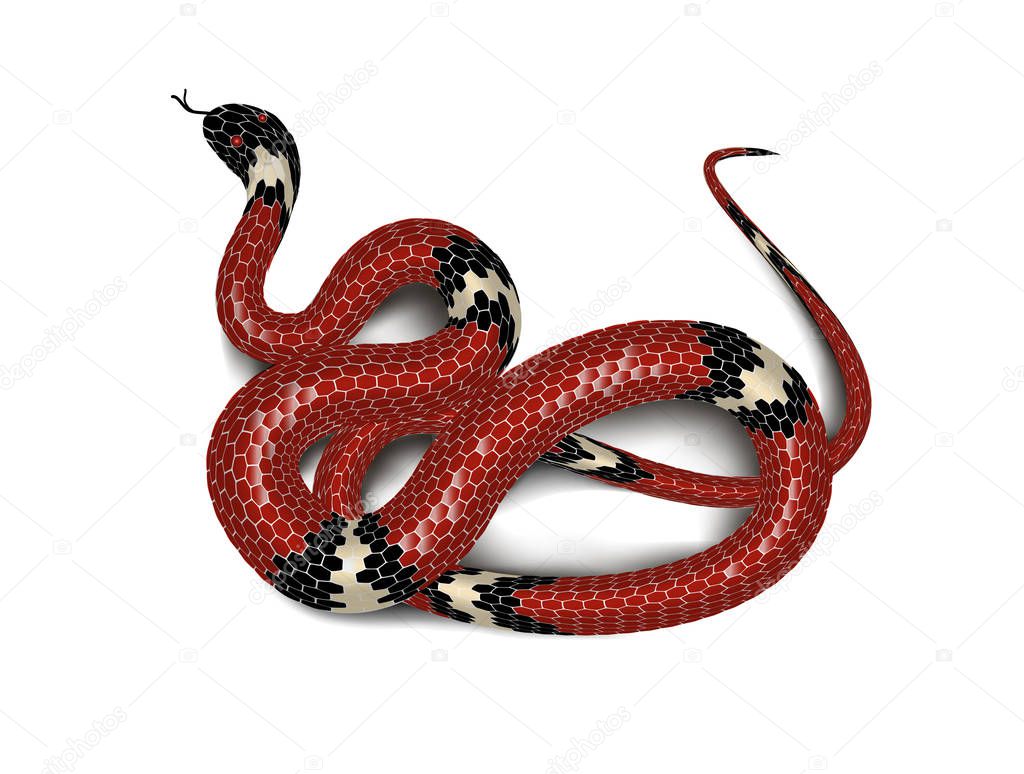 Red snake adder isolated on white background. Vector illustration.