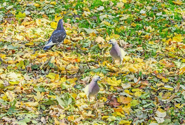 Pigeons colorés automne temps parc en plein air avec des feuilles colorées — Photo