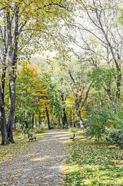 Sonbahar park açık renkli sarı portakal ağaçları ile zamanında — Stok fotoğraf