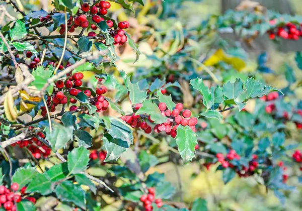 Ilex ou frutos vermelhos azevinhos, género arbustivo da família Aquifoliacea — Fotografia de Stock
