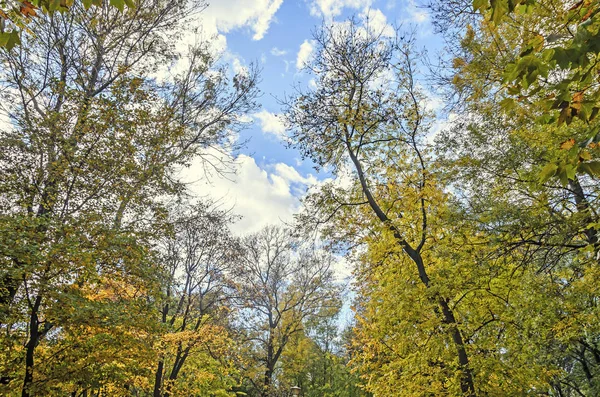 Осень в открытом парке с цветными желтыми апельсиновыми деревьями — стоковое фото
