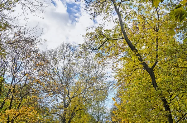 Höstens tid i utomhus park med färgade gula apelsinträd — Stockfoto