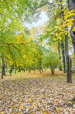 Sonbahar park açık renkli sarı portakal ağaçları ile zamanında