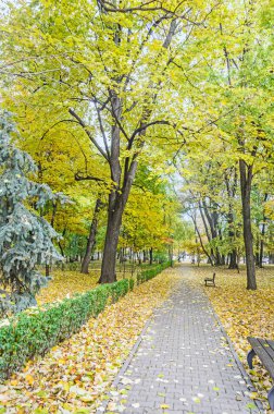 Sonbahar park açık renkli sarı portakal ağaçları ile zamanında