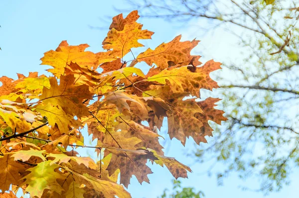 秋の時間、葉、青空色の黄色オレンジの木 — ストック写真