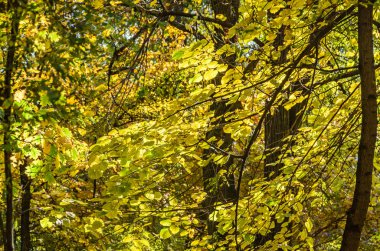 Renkli sarı turuncu ağaçlarda sonbahar, yaprakları, mavi gökyüzü