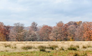 Renkli ağaçlarda sonbahar, park açık, sarı turuncu yaprak
