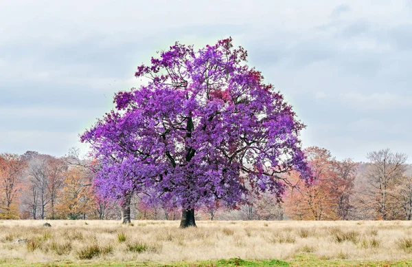 Fioletowe fioletowe drzewa w czasie jesieni, odkryty park — Zdjęcie stockowe