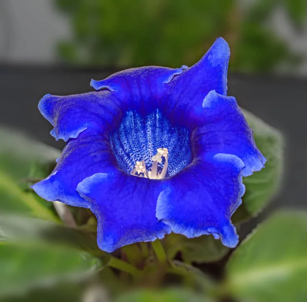 Blauwe gloxinia bloem, familie Gesneriaceae, close-up — Stockfoto