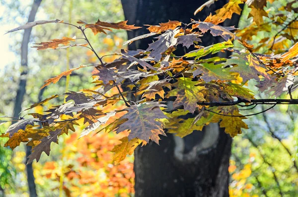 色黄色オレンジの木を屋外の公園で秋の時間 — ストック写真