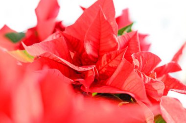 Atatürk çiçeği kırmızı çiçekler (Euphorbia pulcherrima)