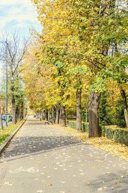 Sonbahar park açık renkli sarı portakal ağaçları ile zamanında