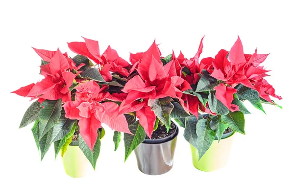 The poinsettia red flowers (Euphorbia pulcherrima) — Stock Photo, Image