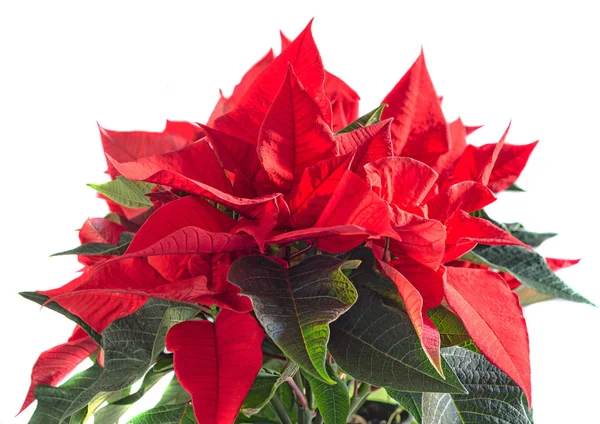 Las flores rojas de poinsettia (Euphorbia pulcherrima ) —  Fotos de Stock