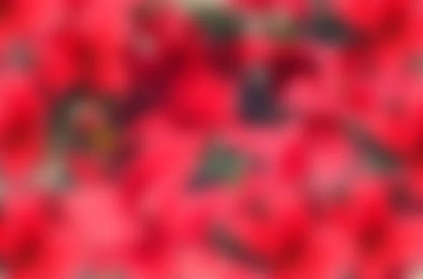 Red and green floral blurred background, christmas texture — Stock Photo, Image