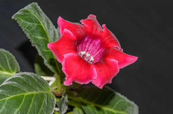 Lilla gloxiniablomst, familien Gesneriaceae, nær – stockfoto