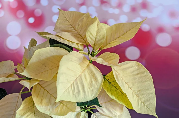 Atatürk çiçeği sarı çiçekler (Euphorbia pulcherrima) — Stok fotoğraf