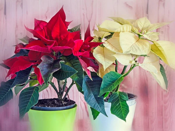 Las flores amarillas y rojas de poinsettia (Euphorbia pulcherrima ) —  Fotos de Stock