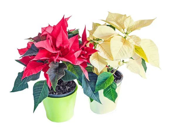 The poinsettia yellow and red flowers (Euphorbia pulcherrima) — Stock Photo, Image