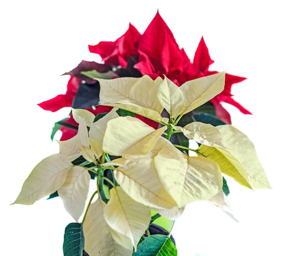 Las flores amarillas y rojas de poinsettia (Euphorbia pulcherrima ) — Foto de Stock