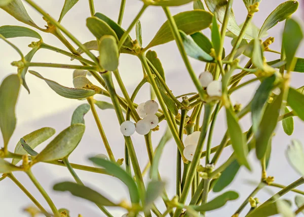 Альбом вискум, веточка омелы, семейство Santalaceae, белая ягода — стоковое фото