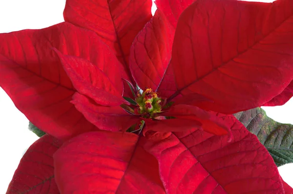 Las flores rojas de poinsettia (Euphorbia pulcherrima ) — Foto de Stock