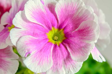 Primula obconica dokun bana, beyaz çiçekler, yeşil yaprakları ile pembe