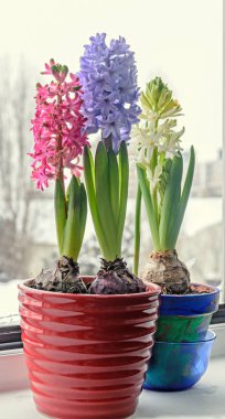 Pembe, mavi ve beyaz Hyacinthus orientalis, Bahçe sümbül çiçek