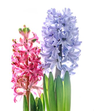 Pembe, mavi Hyacinthus orientalis, Bahçe sümbül çiçek