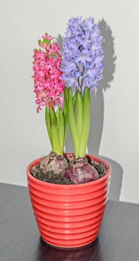 Pembe, mavi Hyacinthus orientalis, Bahçe sümbül çiçek, çiçek soğanı